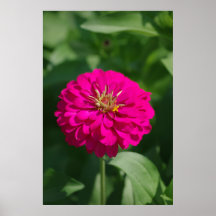 Pink Zinnia Poster