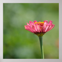 Pink Zinnia Poster