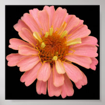 Pink Zinnia Print