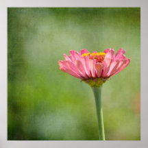 Pink Zinnia Print