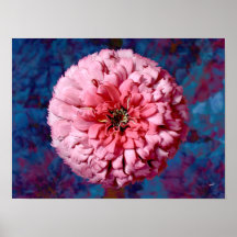 Pink Zinnia Print
