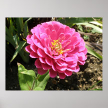 Pink Zinnia Print