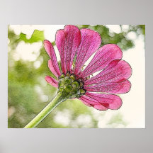 Pink Zinnia reaching for the sky Print