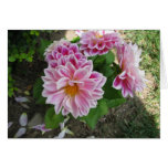 pink zinnias card