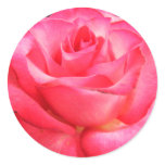 Pinkest Pink Sticker