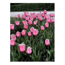 pinktulipoutline post cards