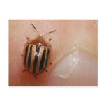 Pinky Beetle (Tortoise Shell Beetle) Post Cards