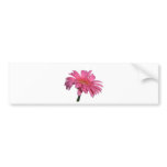 pinky bumper stickers