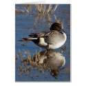 Pintail Duck Card