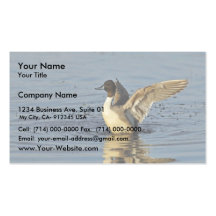 Pintail Duck Drake Business Card Templates