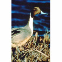 Pintail Duck Acrylic Cut Outs