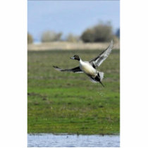 Pintail duck cut out