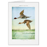 Pintail ducks card