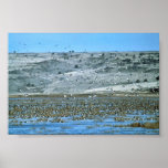 Pintail Flock Print