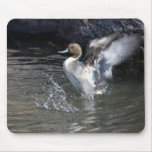 Pintail mousepads