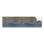 Pintails Bumper Sticker