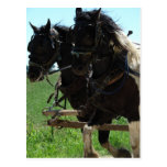 Pinto Draughts at Work Post Card