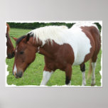 Pinto Horse posters