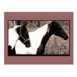 Pintos Postcard