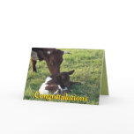 Pinzgauer cow&calf-customise any occasion cards