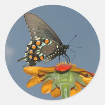Pipevine swallowtail round sticker