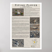 Piping Plover 01 Posters