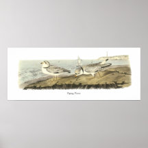 Piping Plover, John Audubon Poster