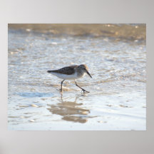 Piping Plover photo poster