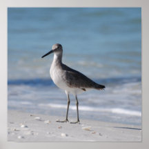 Piping Plover Poster