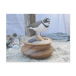Piping Plover Woodcarving Postcard