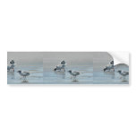 Piping Plovers eating on the beach bumper stickers
