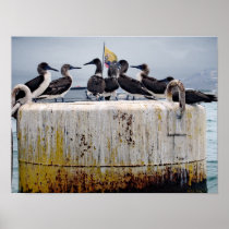 Piqueros Poster