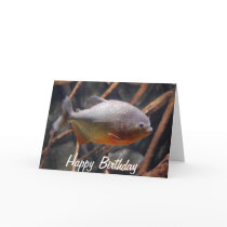 Piranha - Innocent Looking Brown Fish
