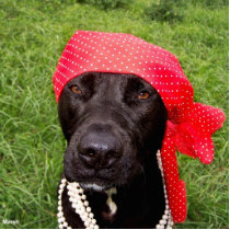 Pirate dog, black lab, red hankerchief green grass