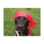 Pirate dog, black lab, red hankerchief green grass
