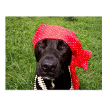 Pirate dog, black lab, red hankerchief green grass post card