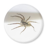 Pisaurana mira Male Magnet