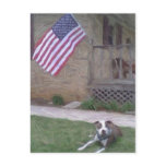 Pit Bull/BSL Postcard