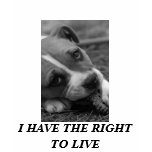 Pit Bull...I HAVE THE RIGHT TO LIVE t-shirts