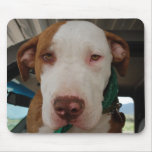 Pit Bull Mix Mousepad