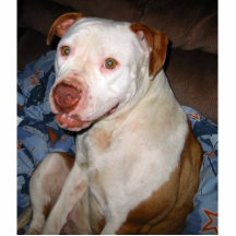 Pit Bull photo sculpture magnet