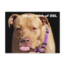 Pit Bull