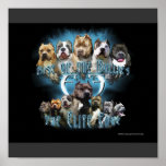 Pit Bull poster posters