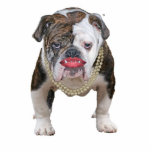 Pit Bull With Pearls photo sculptures