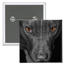 Pit Bull's Eyes (Black and white, colour) Pinback Button