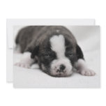 Pit Puppy 2 Invitation
