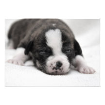 Pit Puppy 2 Invitation