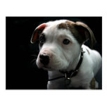 Pit Puppy Post Card