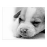 Pit Puppy Postcard