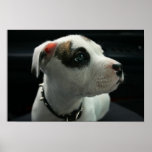 Pit Puppy Poster